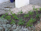 Streng angelegtes Rosenbeet