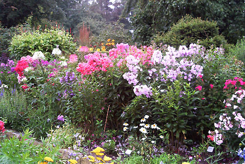 Phlox in vielen Farben