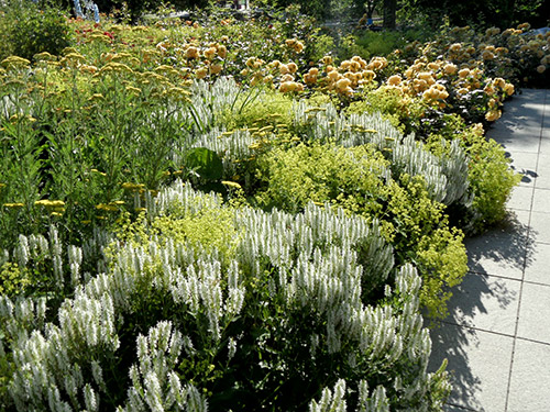 Stauden und Rosen in Gelb und Weiß
