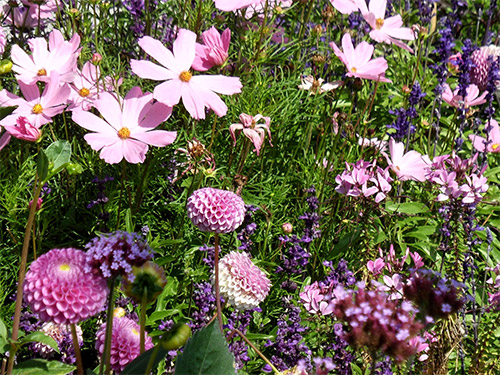 Staudenbeet in lila und rosa