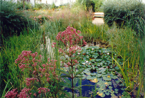 Teich mit naturnaher Bepflanzung