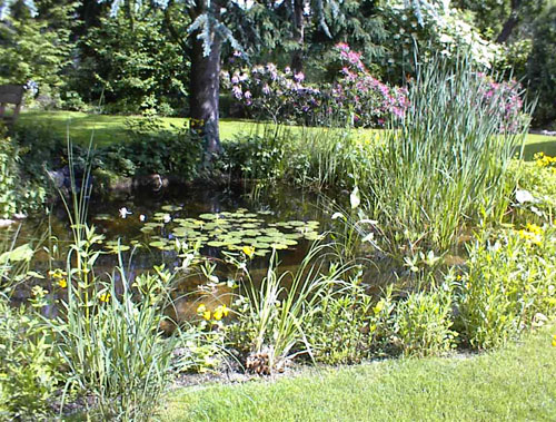 Teich mit Baum