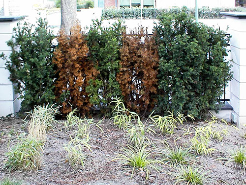 Beschädigte Hecke